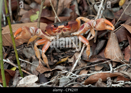 Stock Foto von einem schwarzen Landkrabben defensive Haltung. Stockfoto