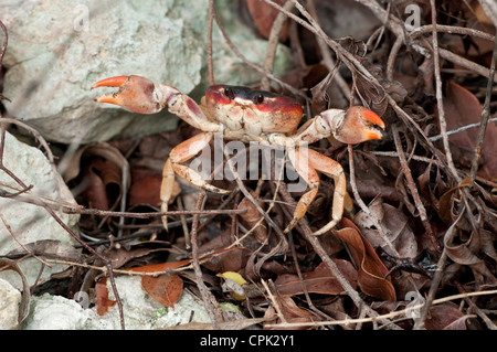 Stock Foto von einem schwarzen Landkrabben defensive Haltung. Stockfoto