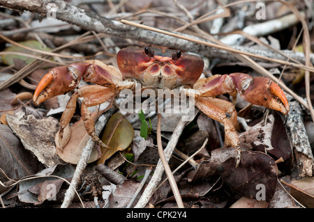 Stock Foto von einem schwarzen Landkrabben defensive Haltung. Stockfoto