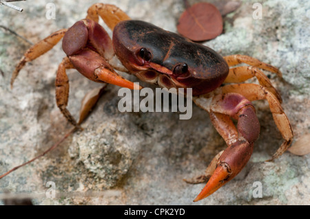 Stock Foto von einem schwarzen Landkrabben defensive Haltung. Stockfoto