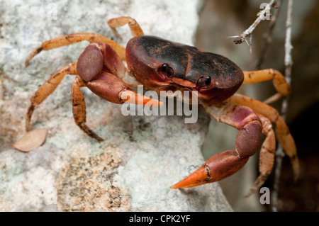 Stock Foto von einem schwarzen Landkrabben defensive Haltung. Stockfoto