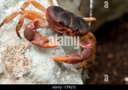 Stock Foto von einem schwarzen Landkrabben defensive Haltung. Stockfoto