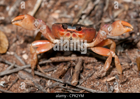 Stock Foto von einem schwarzen Landkrabben defensive Haltung. Stockfoto