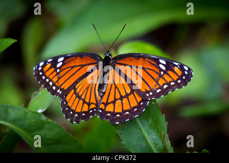 Eine orange Schmetterling Stockfoto