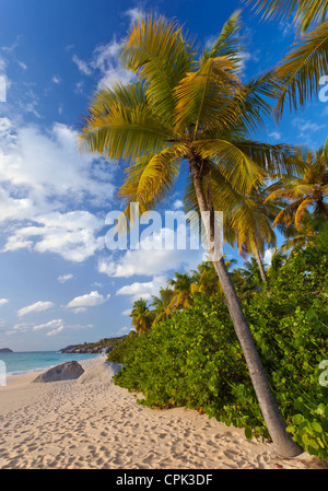 Virgin Gorda, Britische Jungferninseln, Karibik-Palme beugte sich über den Strand von Tal Trunk Bay Stockfoto