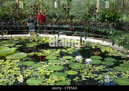 Die Waterlily House, Royal Botanic Gardens, Kew, London, GB. Stockfoto