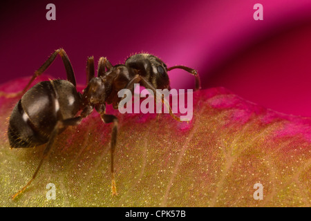 Ant Stockfoto