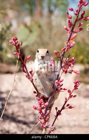 Runde-tailed Eichhörnchen in Arizona Stockfoto