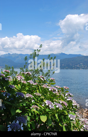 Panorama des Lago Maggiore und Hortensie Blumen mit Alpen im Hintergrund, Piemont, Italien Stockfoto