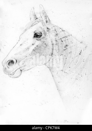 Pferd-Porträt - Kohle auf Papier von Kurt Tessmann Stockfoto