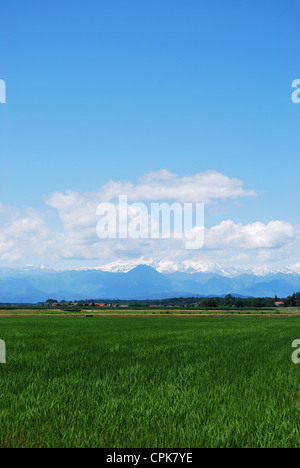 Flache Ackerland im Sommer Alpen Berge im Hintergrund, Poebene, Piemont, Italien Stockfoto