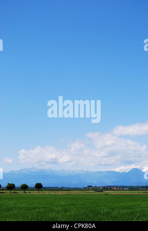 Flache Ackerland im Sommer Alpen Berge im Hintergrund, Poebene, Piemont, Italien Stockfoto