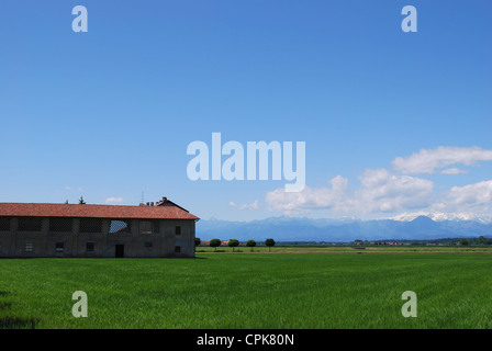 Bauernhaus und flachen Ackerland im Sommer Alpen Berge im Hintergrund, Poebene, Piemont, Italien Stockfoto