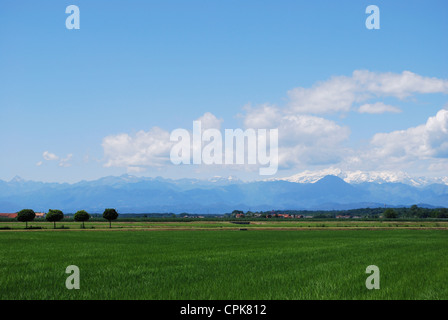 Flache Ackerland im Sommer Alpen Berge im Hintergrund, Poebene, Piemont, Italien Stockfoto