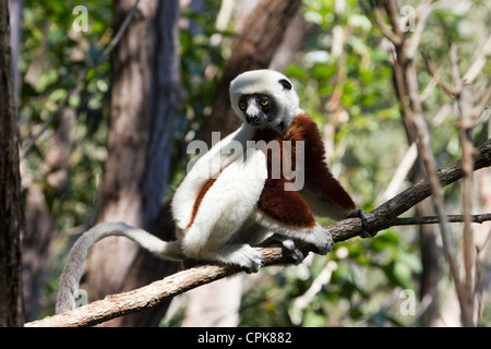 Verreaux Sifaka (Propithecus Verreauxi) auf Ast, Andasibe Region, Madagaskar Stockfoto