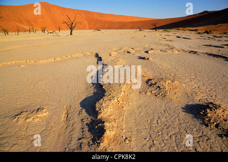 Sossusvlei-Landschaft mit Toten Akazien und roten Sanddünen, Namibia, Südliches Afrika Stockfoto