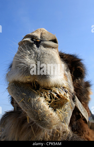 Ein Kamel kauen Stroh Stockfoto