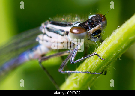 Damselfly Stockfoto