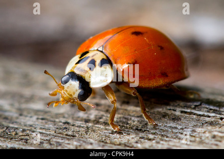 Marienkäfer Stockfoto