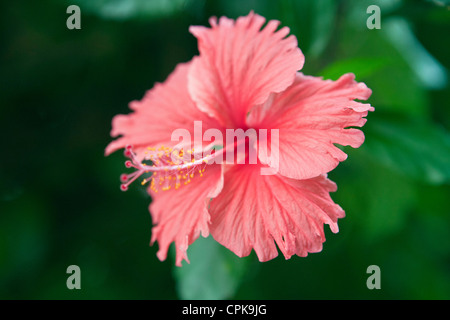 Hibiscus Rosa-Sinensis in Nahaufnahme Sri Lanka Stockfoto