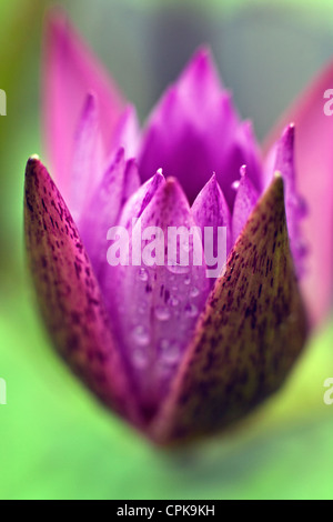 Nil Manel oder blaue Seerose in extreme Nahaufnahme Stockfoto