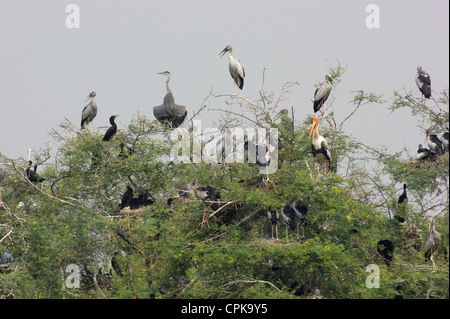 viele Störche in einer Baumkrone in Indien gesehen Stockfoto