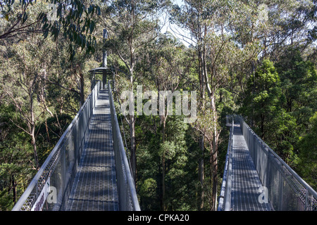 Otway Fly Treetop Walk, Great Otway National Park, Victoria, Australien Stockfoto