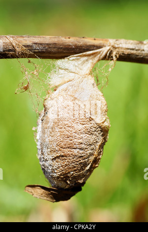 Sehr große Cocoon oder Chrysalis, der eine Saturnid Motte, Cecropia oder riesigen Seide Nachtfalter, Hyalophora Cecropia mit großem detail Stockfoto