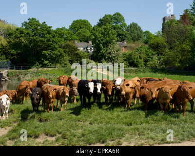 Eine Herde Kühe auf einem Feld stehen, in die Kamera schaut. Stockfoto