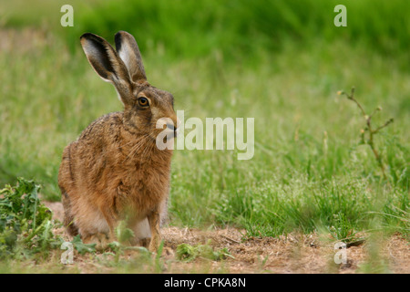 Braunhaar-Europäischer Hocking im Grasfeld Stockfoto