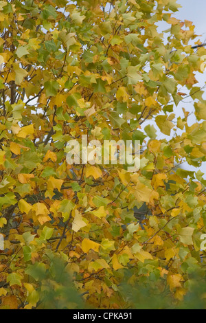 Tulip Tree zeigt Blätter und Zweige im Herbst Stockfoto