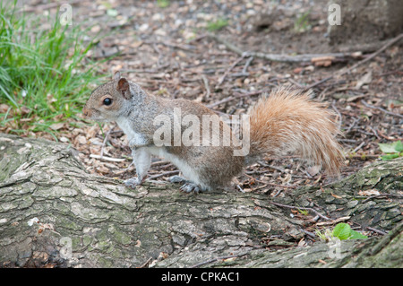 Graue Eichhörnchen spielen in einem Park in New York-USA Stockfoto