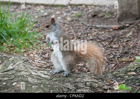 Graue Eichhörnchen spielen in einem Park in New York-USA Stockfoto