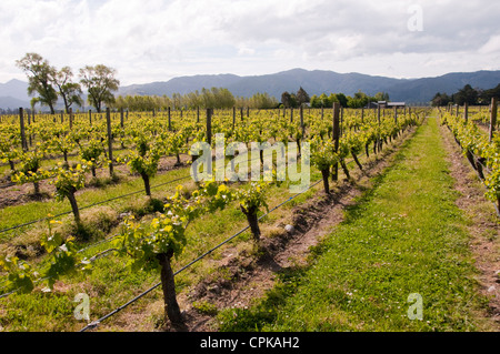 Neuseeland Südinsel Marlborough, Reben Cloudy Bay Vineyards. Stockfoto