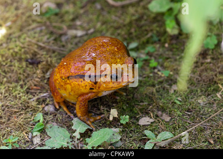 Tomatenfrosch oder Crapaud Rouge de Madagascar (Dyscophus Antongilii), Marozevo Reptilienfarm, Mandraka, Madagaskar Stockfoto