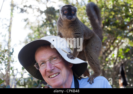 gemeinsamen braune Lemur (Eulemur Fulvus) stehend auf Mann mit Hut, Andasibe, Madagaskar Stockfoto