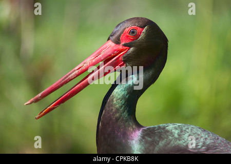 Porträt von ein Schwarzstorch (Ciconia Nigra) in Gefangenschaft. Stockfoto