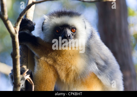 Matrizengeformte Sifaka, Regenwald, Andasibe, Madagaskar Stockfoto