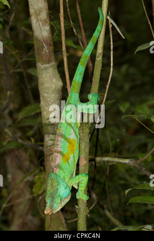 Parsons Chamäleon (Calumma Parsonii), Spezialreservat Analamazaotra, Andasibe Madagaskar Stockfoto