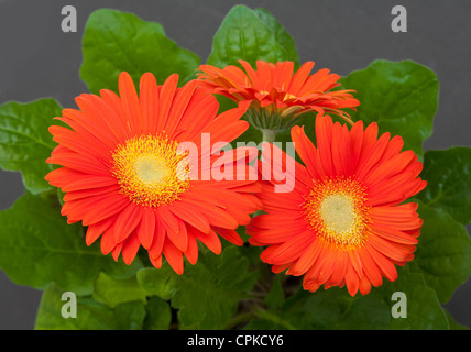 Orange Gerbera Blumen-Gänseblümchen Stockfoto