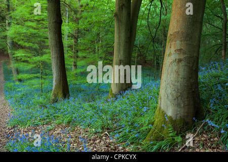Glockenblumen in einem Waldgebiet in West Sussex, England. Stockfoto