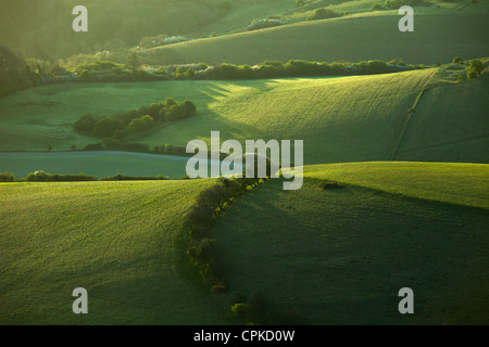 Frühling am Morgen im South Downs National Park in East Sussex, England. Stockfoto