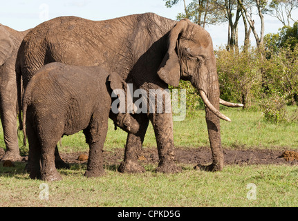 Afrikanischer Bush Elefant (Loxodonta Africana) Kalb Fütterung von der Mutter auf das Masai Mara National Reserve, Kenia, Ostafrika. Stockfoto