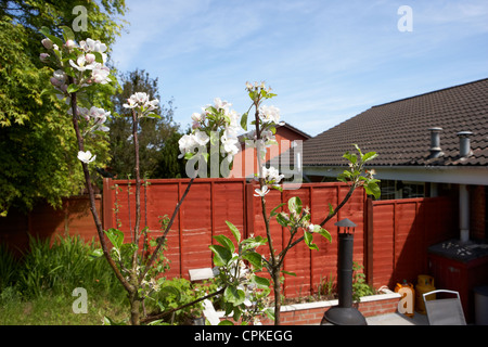 Apfelblüten auf eine Entdeckung Apfelbaum in einem Hausgarten in Großbritannien Stockfoto