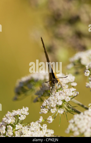 Braun Zipfelfalter Thekla Butelae Männchen ernähren sich von Wild Angelica in Whitecross Green Wood, Oxfordshire im August. Stockfoto