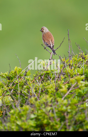 Gemeinsamen Hänfling Zuchtjahr Cannabina männlich thront an Nash, Wales im Mai. Stockfoto