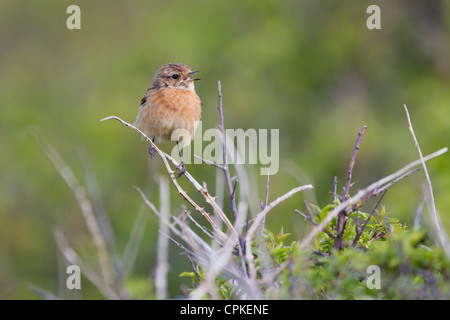 Gemeinsamen Schwarzkehlchen Saxicola Manlius weiblich thront an Nash, Wales im Mai. Stockfoto