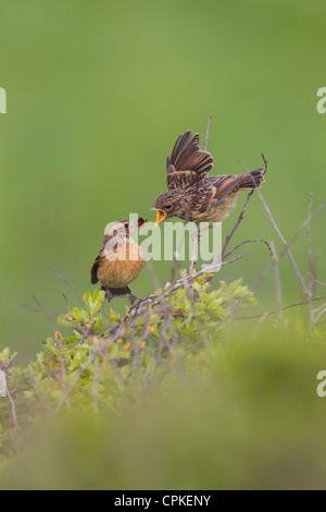 Gemeinsamen Schwarzkehlchen Saxicola Manlius weiblich Fütterung Küken an Nash, Wales im Mai. Stockfoto