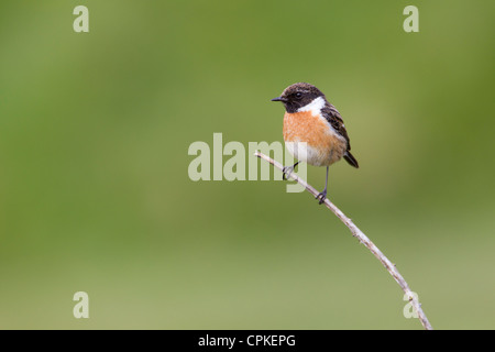 Gemeinsamen Schwarzkehlchen Saxicola Manlius männlich thront an Nash, Wales im Mai. Stockfoto