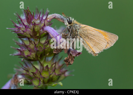 Kleine Skipper Thymelicus Sylvestris thront am Schlafplatz in Whitecross Greenwood, Oxfordshire im August. Stockfoto